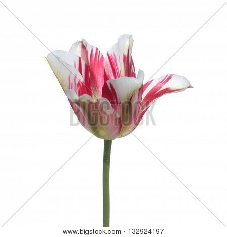Viridiflora red and white tulip isolated on white background