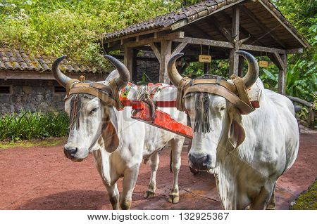 Costa Rican Ox towing a traditional coffee cart