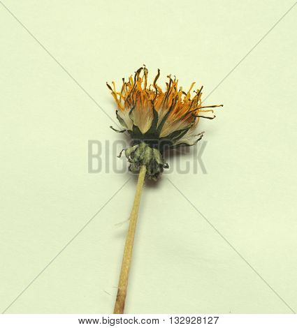 A dried dandelion flower over light background.