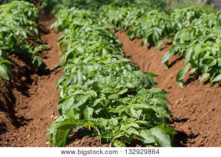 Field of potato haulm in Tenerife rural place, Canarian domestic product