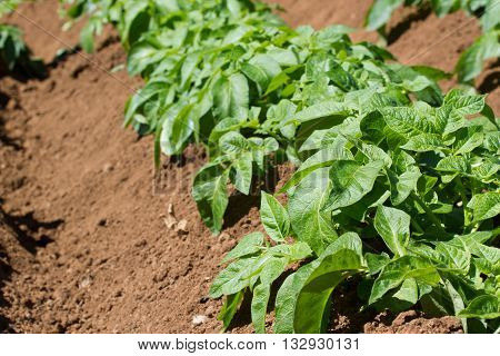 Field of potato haulm in Tenerife rural place, Canarian domestic product