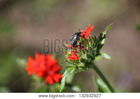 Lichnis chalcedonica , red flower and black bug in the garden