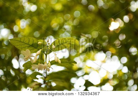 Closeup Water Jasmine flowers Wrightia religiosa (Apocynaceae) with bokeh background.