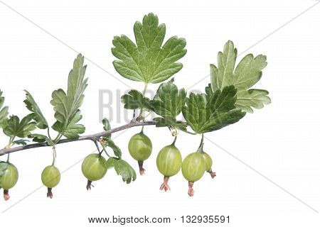 Gooseberry branch with green berries. Green gooseberries isolated on white background