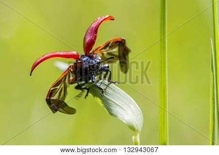 A red poplar leaf beetle spreads his wings