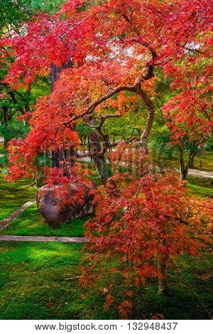 A laceleaf Japanese maple shows its shapely branch structure and finely divided leaves that turn bright red and orange in the Fall called koyo - a sign of Momiji season. The viewing of autumn leaves has been a popular activity in Japan for centuries and t