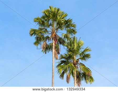 Palm trees on a background of blue sky. Red Sealing wax palm Lipstick palm Raja palm Maharajah palm Cyrtostachys renda ornamental plant in gardens.