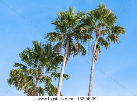 Palm trees on a background of blue sky. Red Sealing wax palm Lipstick palm Raja palm Maharajah palm Cyrtostachys renda ornamental plant in gardens.