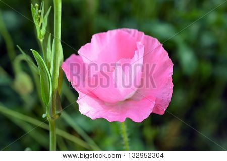 Blooming Bright Pink Poppy Flower on Sunny Day