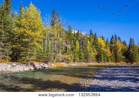 Flock of migratory birds in the blue sky. Mountain valley in Banff National Park. Canada, Rocky Mountains