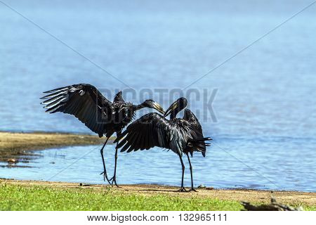 Specie Anastomus lamelligerus family of Ciconiidae, African openbills mating in Kruger Park