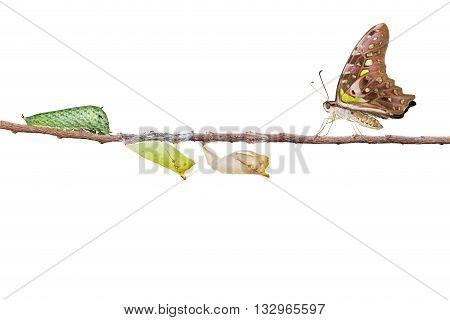 Isolated tailed jay butterfly with chrysalis and caterpillar on twig with clipping path