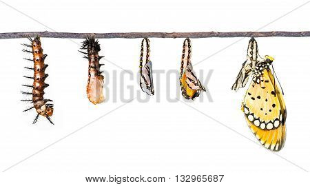 Life cycle of Tawny Coster transform from caterpillar to butterfly