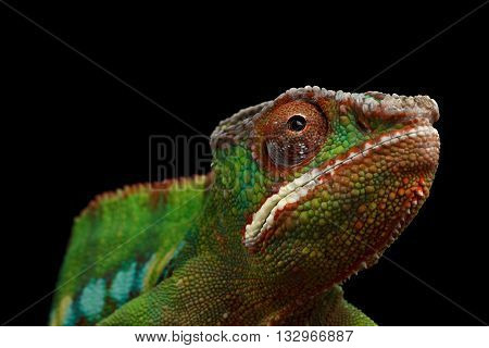 Closeup Head of Panther Chameleon, reptile with colorful body Isolated on Black Background