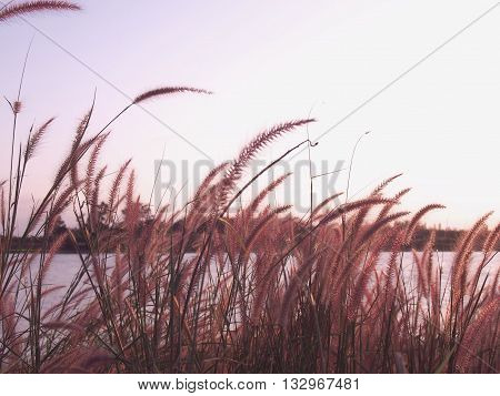 Grass flowers with sunset light background. Selective focus, soft and color filter.