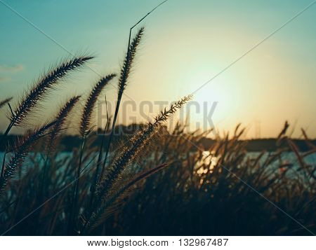 Grass flowers with sunset light background. Selective focus, soft and color filter.