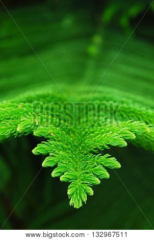 Pine leaves in the garden, selective focus .