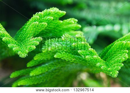 Pine leaves in the garden, selective focus .