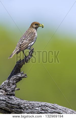 Specie Cinnyricinclus leucogaster family of Sturnidae, female violet backed starling nesting in Kruger Park