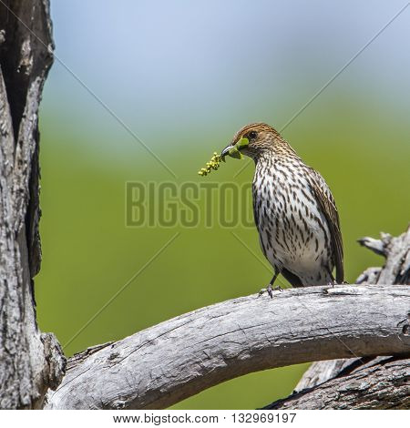 Specie Cinnyricinclus leucogaster family of Sturnidae, female violet backed starling nesting in Kruger Park