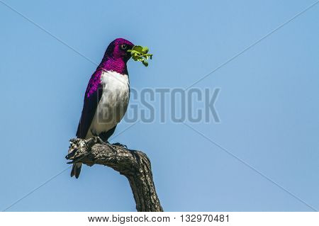 Specie Cinnyricinclus leucogaster family of Sturnidae, violet backed starling on a branch in Kruger Park