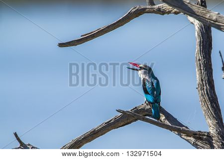 Specie Halcyon senegalensis family of Alcedinidae,  woodland kingfisher open beak in Kruger park