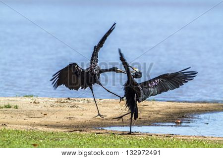 Specie Anastomus lamelligerus family of Ciconiidae, African openbills mating in Kruger Park