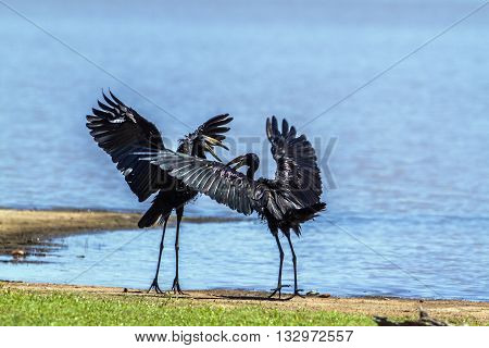 Specie Anastomus lamelligerus family of Ciconiidae, African openbills mating in Kruger Park