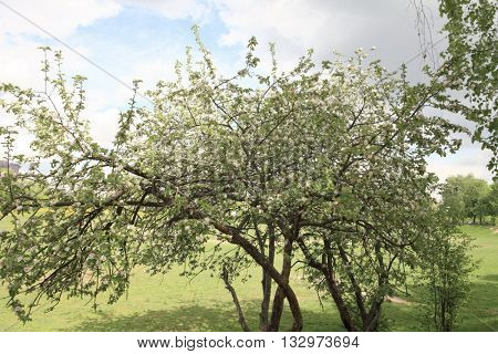 image of many Apple Flower at Spring