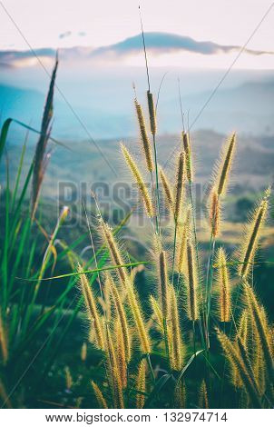 Grass flowers and a mountain background with color filter.