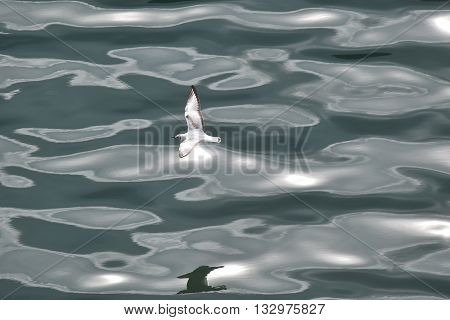 An Arctic Tern flies low over rippled water.