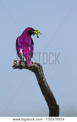 Specie Cinnyricinclus leucogaster family of Sturnidae, violet backed starling on a trunk, in Kruger park