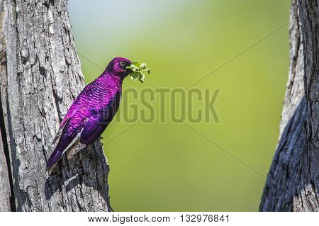 Specie Cinnyricinclus leucogaster family of Sturnidae, violet backed starling on a trunk, in Kruger park