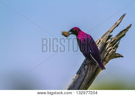 Specie Cinnyricinclus leucogaster family of Sturnidae, violet backed starling feeding in Kruger Park