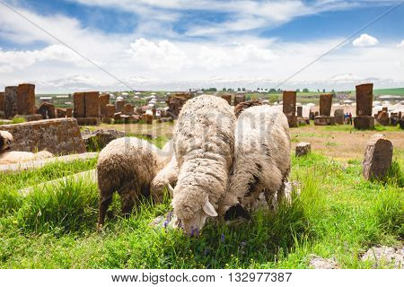 Sheep graze in Noratus Cemetery with Khachkars, Armenia