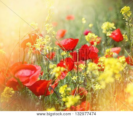 Beautiful meadow flowers lit by sunlight - red poppy flower and yellow flowers