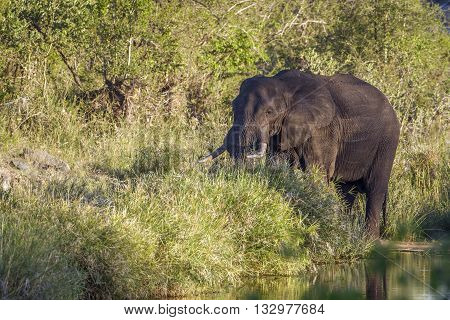 Specie Loxodonta africana family of Elephantidae, african bush elephant walkingin in the riverbank, Kruger park