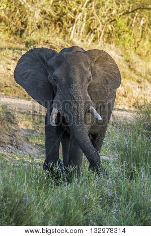 Specie Loxodonta africana family of Elephantidae, african bush elephant walkingin savannah, Kruger park