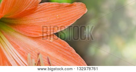 Closeup Petal Of Orange Flowers Hippeastrum Or Amaryllis In Nature Garden Background, Amaryllidaceae