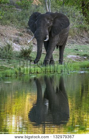 Specie Loxodonta africana family of Elephantidae, african bush elephant walking in the riverbank in savannah, Kruger park