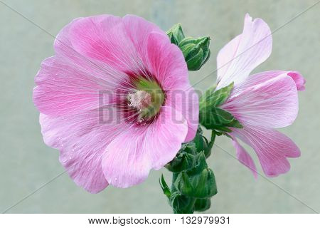 Beautifly pink malva Silvestris flowers. Mallow in the garden