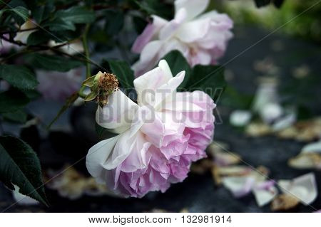 Two lush terry flower buds duotone roses