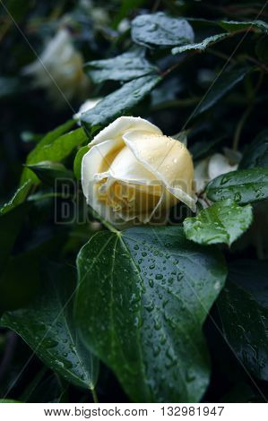 Bud of a white rose among green foliage, wet after the rain