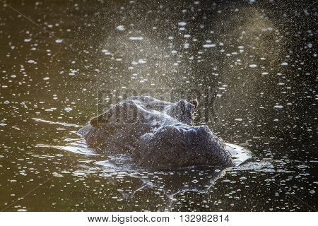 Specie Hippopotamus amphibius family of Hippopotamidae, wild hippo playing in the river in kruger park