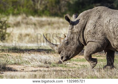 Specie Ceratotherium simum simum family of Rhinocerotidae, wild white rhinoceros in the bush in Kruger Park