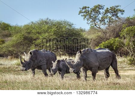 Specie Ceratotherium simum simum family of Rhinocerotidae, family of white rhinoceros walking in the bush