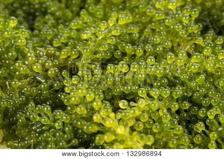 Healthy Sea Food. Oval Sea Grapes Seaweed