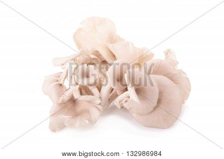 Mushroom On White Background.