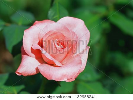 Beautiful orange rose flower in the garden