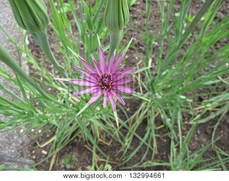 Flowering purple salsify, Tragopogon porrifolius, in garden